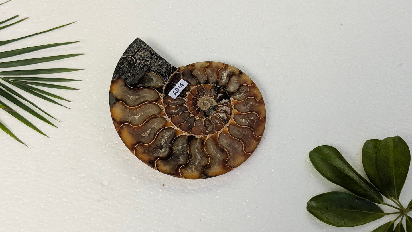 A014 Ammonite