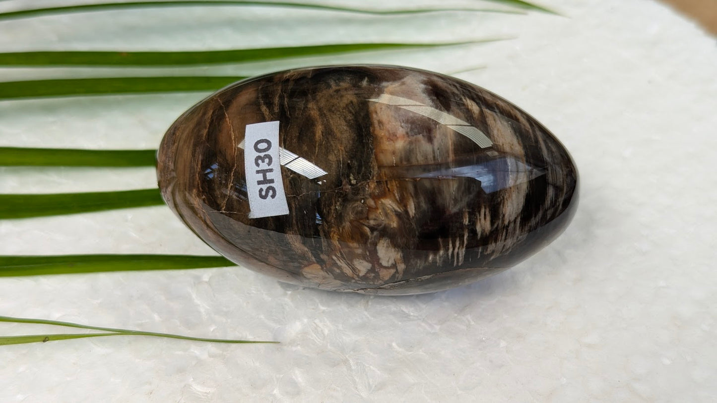SH30 Bois fossilisé shiva