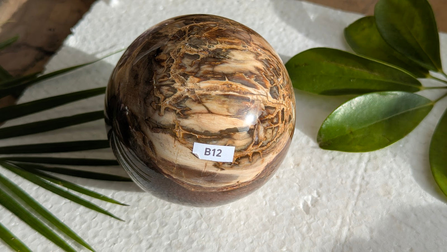 B12 Bois fossilisé Sphère