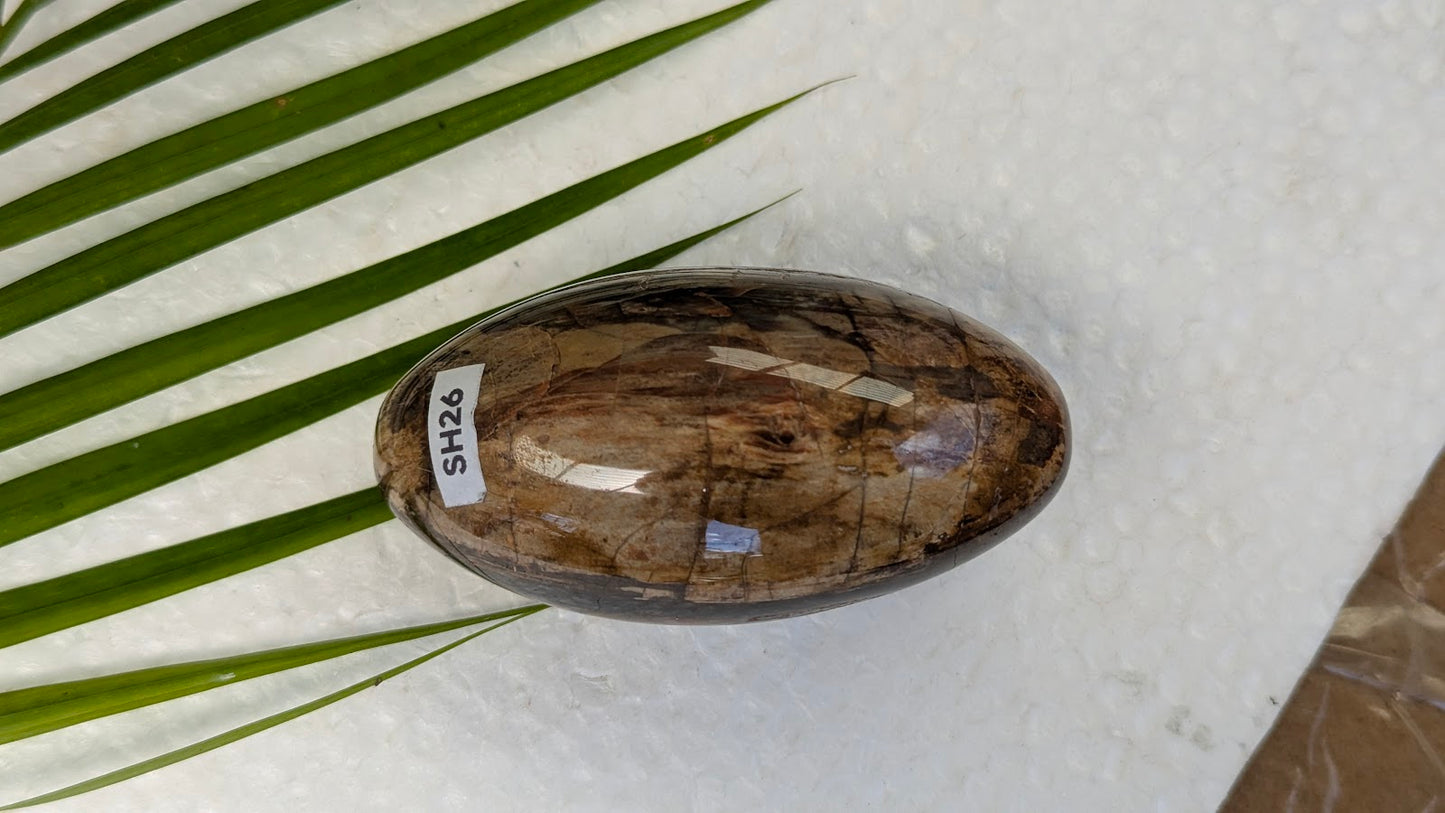 SH26 Bois fossilisé shiva