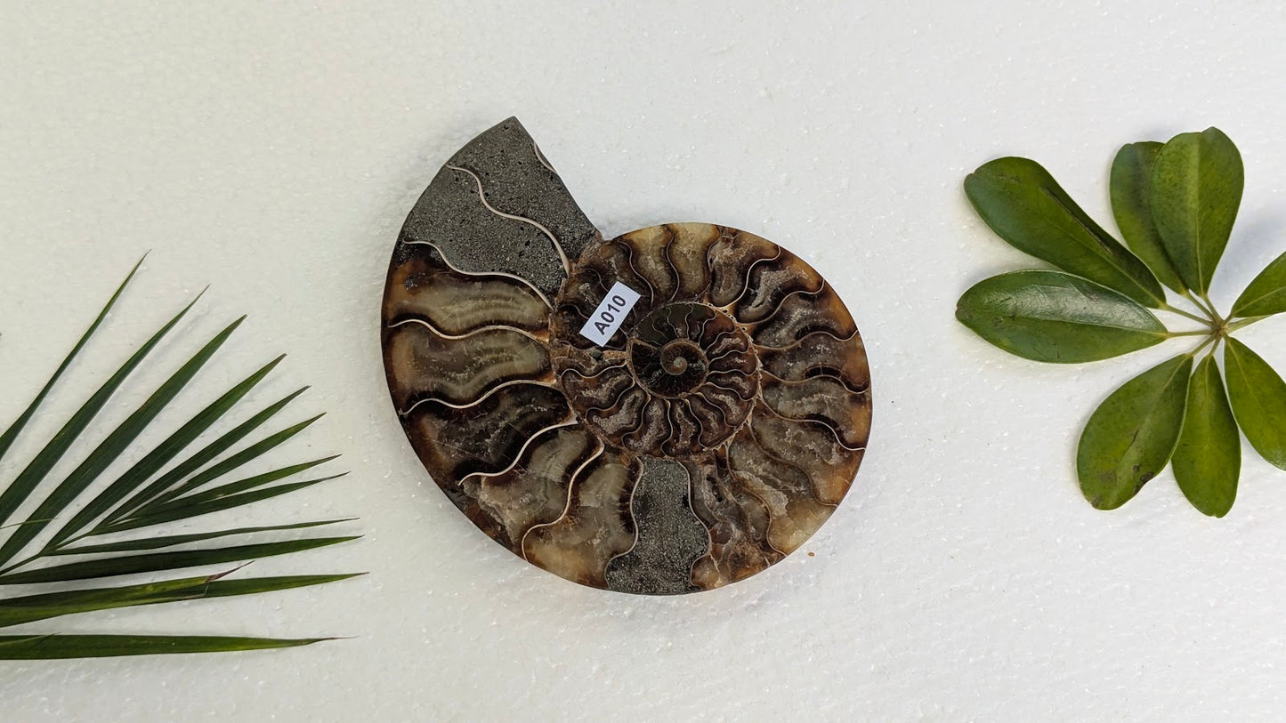 A010 Ammonite