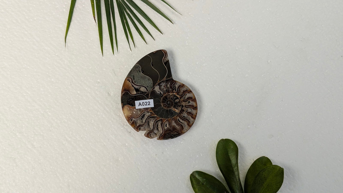 A022 Ammonite