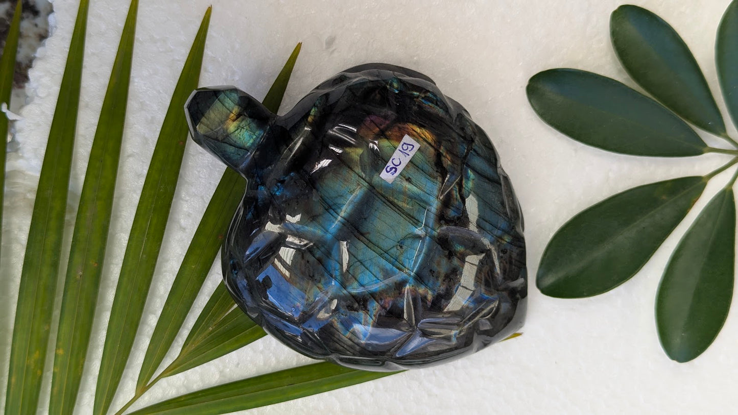 SC 19 Labradorite tortue