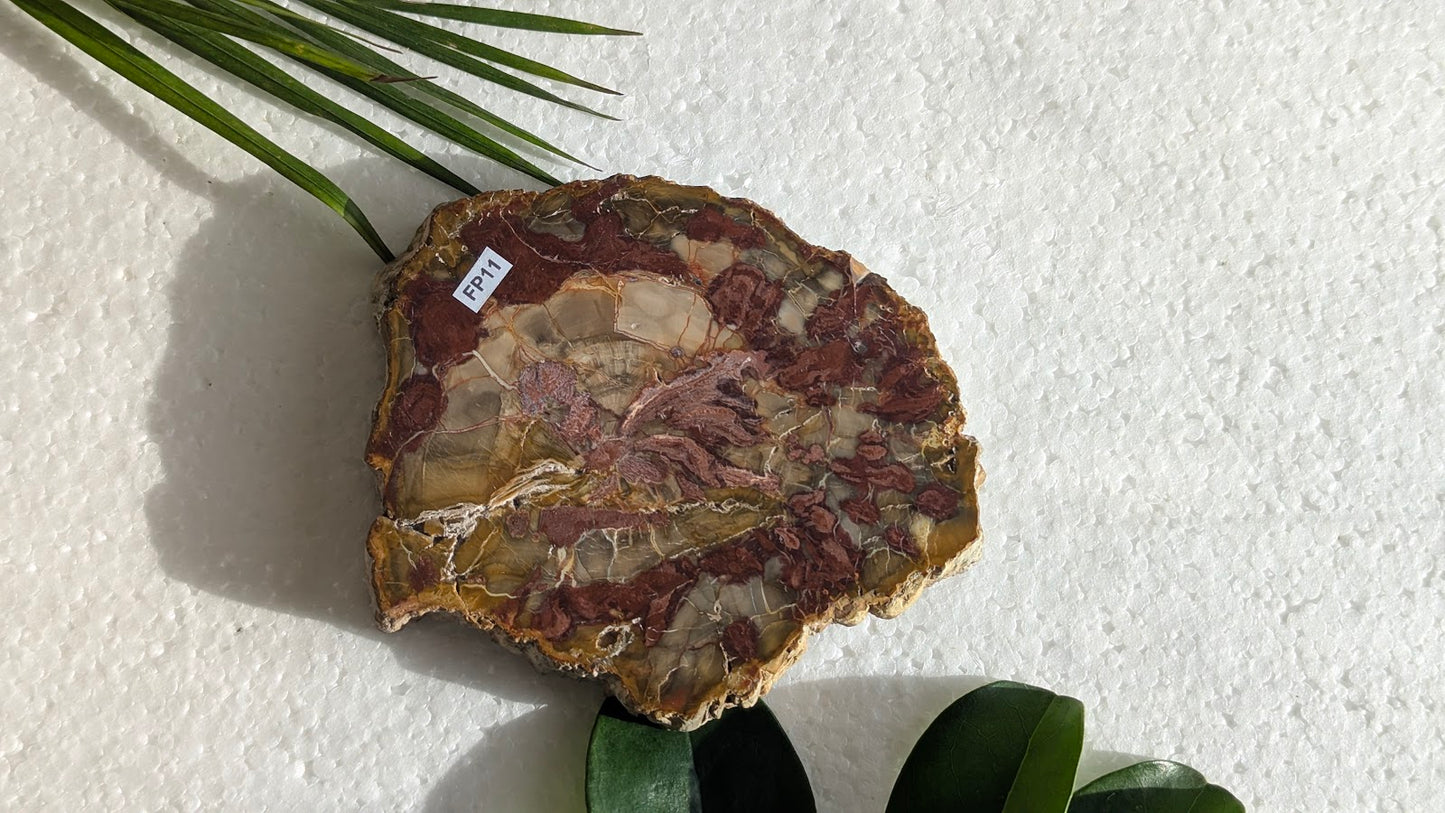 FP11 Bois fossilisé Face polie