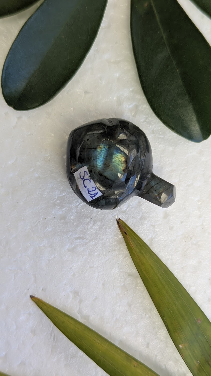 SC21 Labradorite tortue