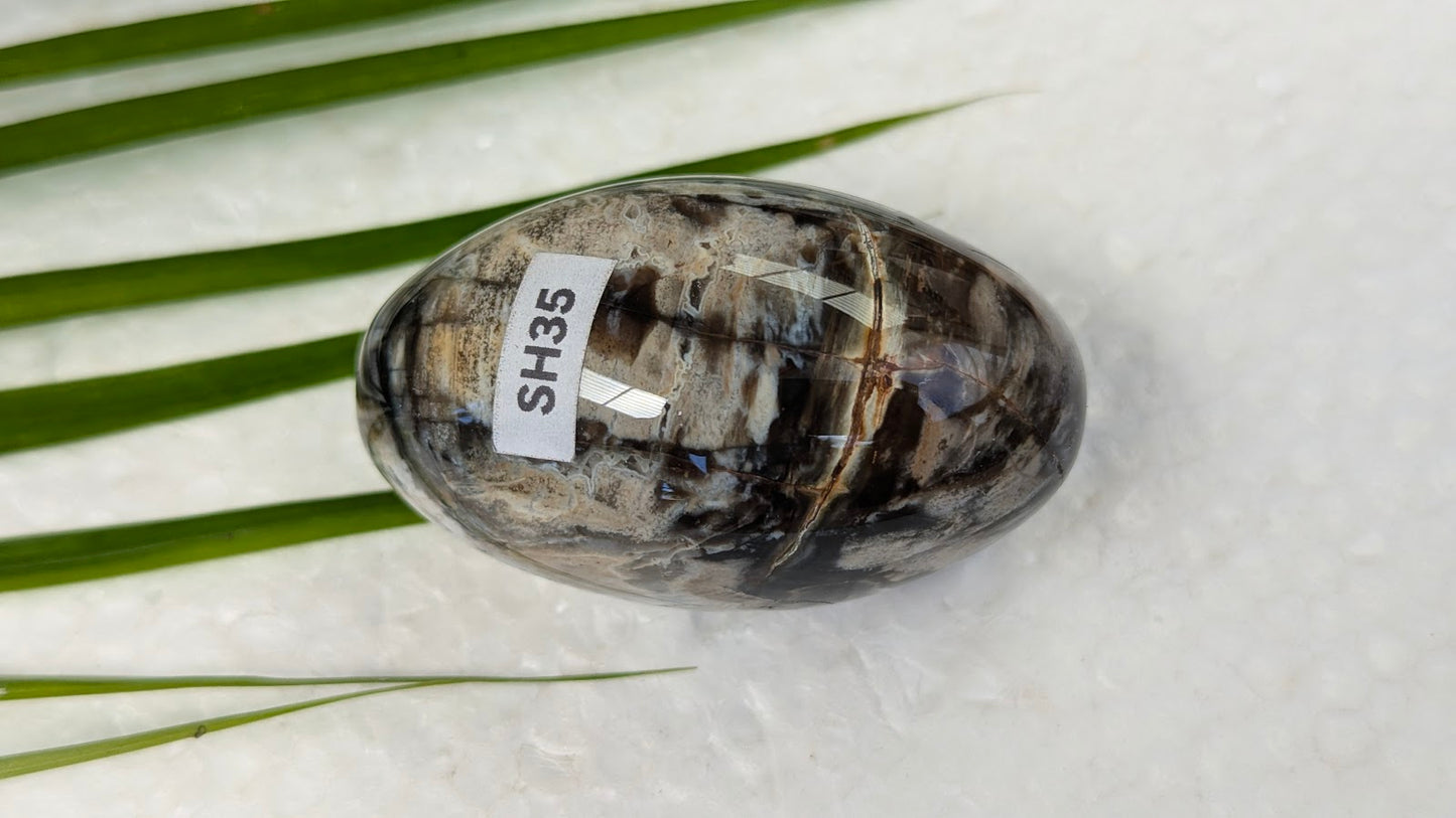 SH35 Bois fossilisé shiva