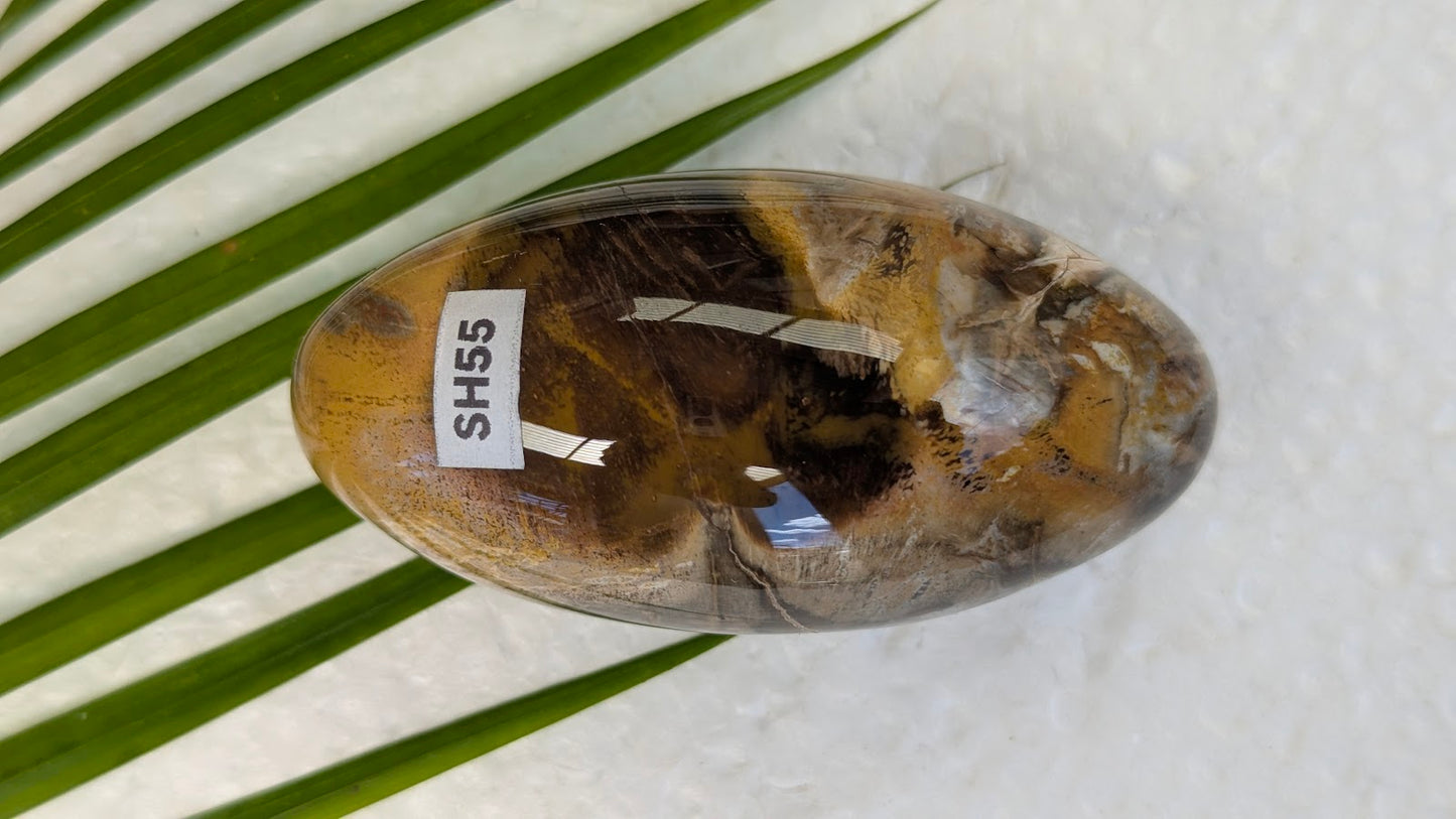 SH55 Bois fossilisé shiva