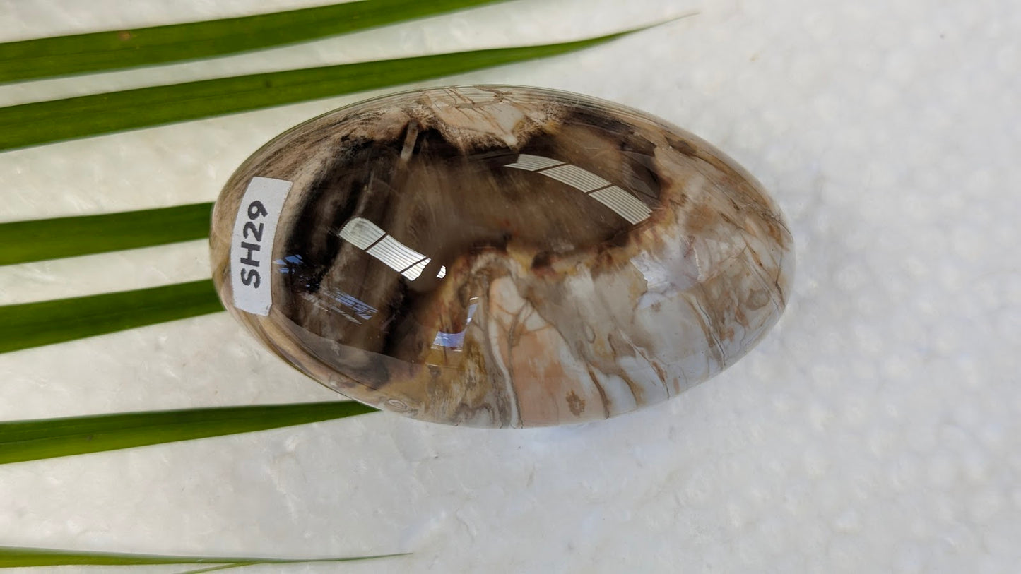 SH29 Bois fossilisé shiva