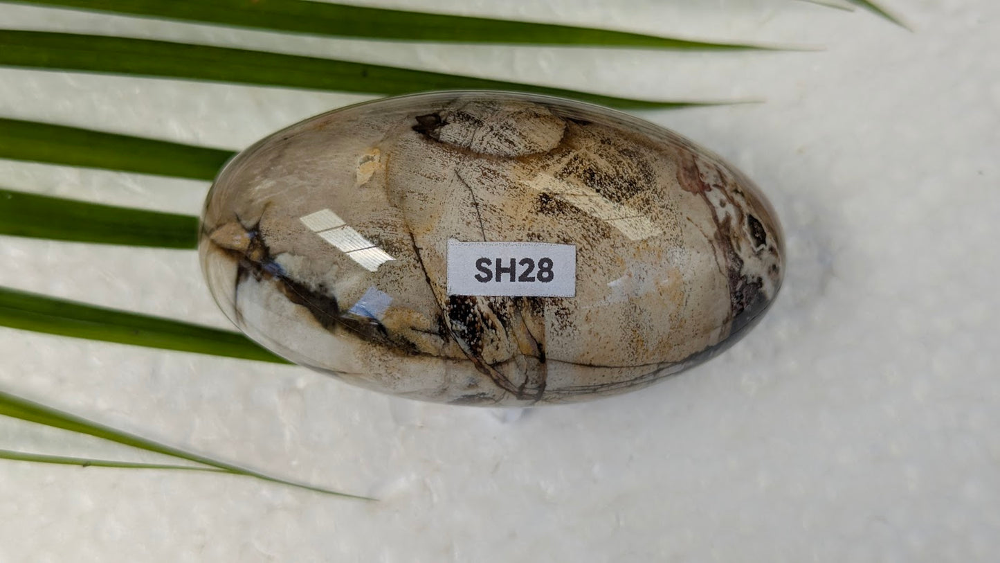 SH28 Bois fossilisé shiva