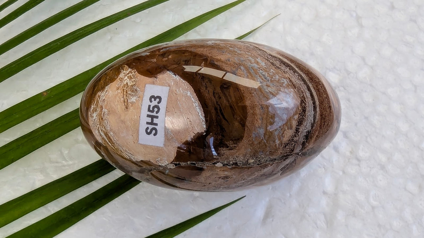 SH53 Bois fossilisé shiva