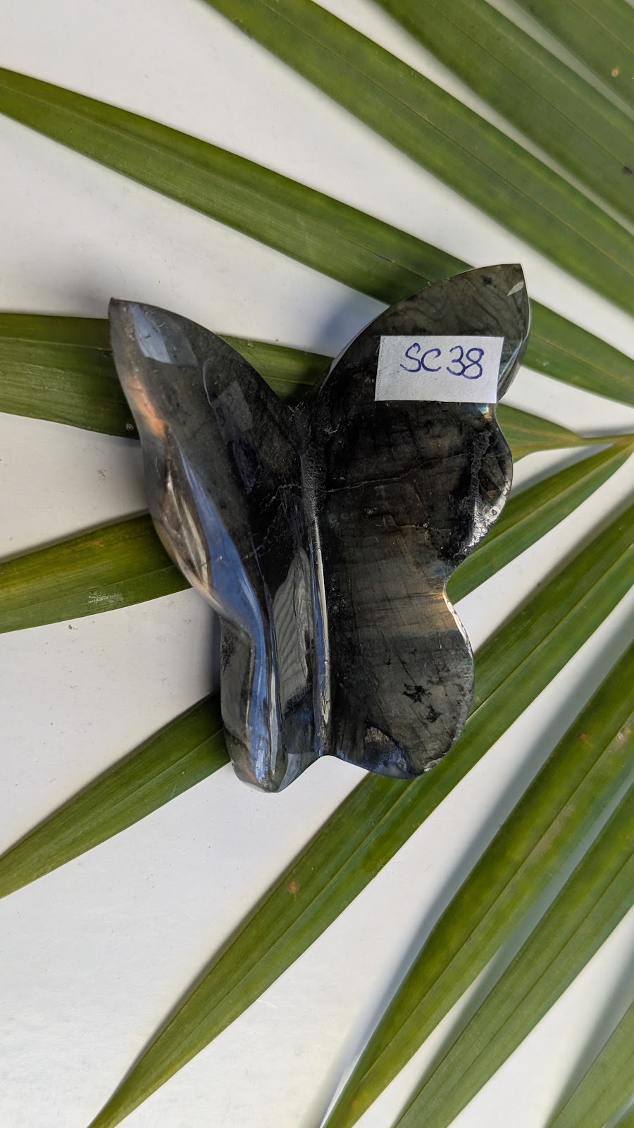 SC38 Labradorite papillon