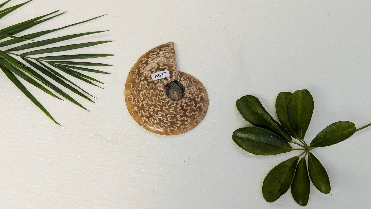 A017 Ammonite