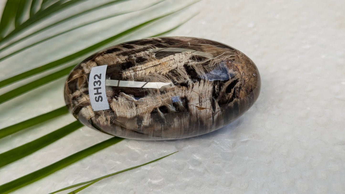 SH32 Bois fossilisé shiva