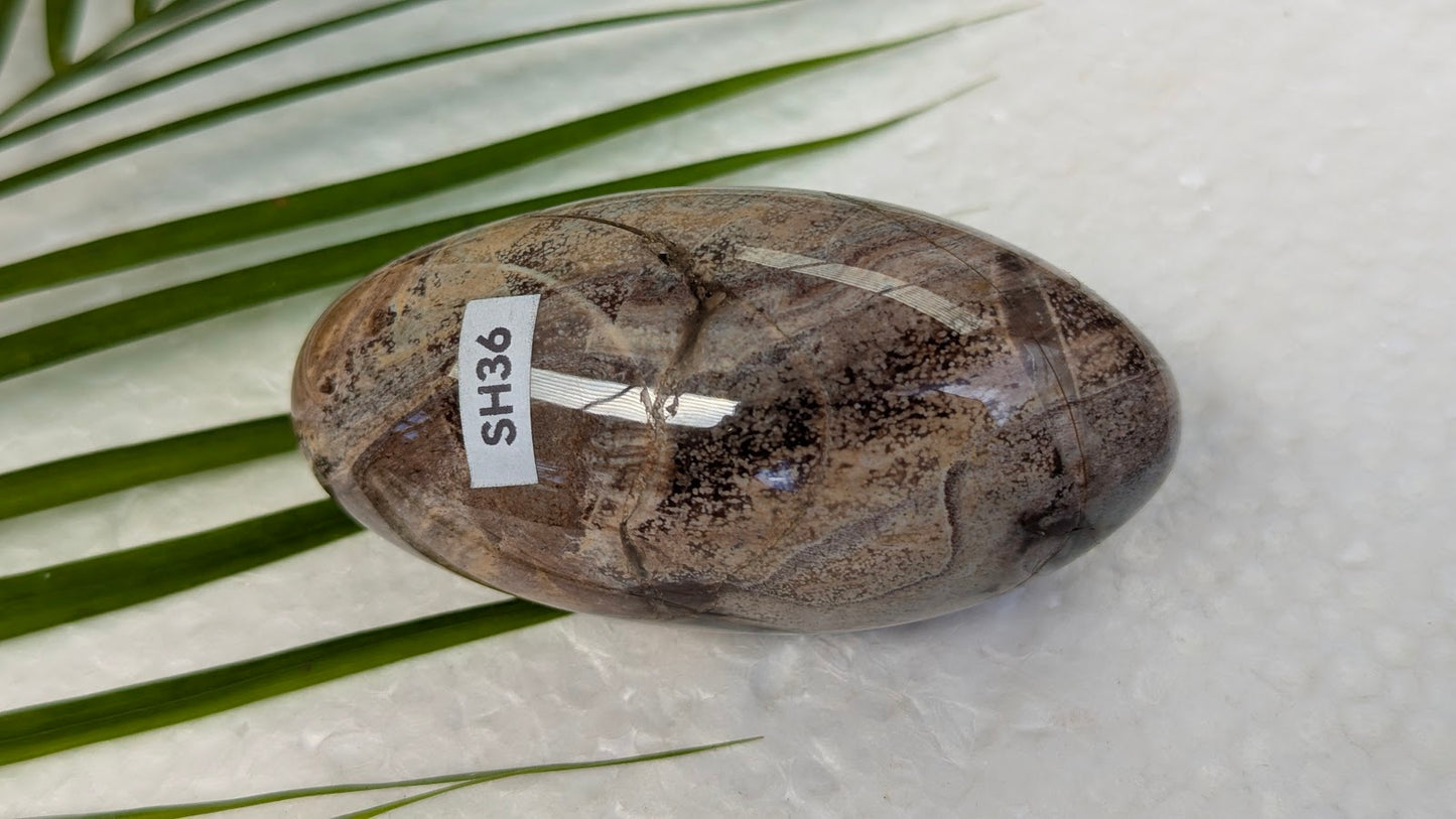 SH36 Bois fossilisé shiva