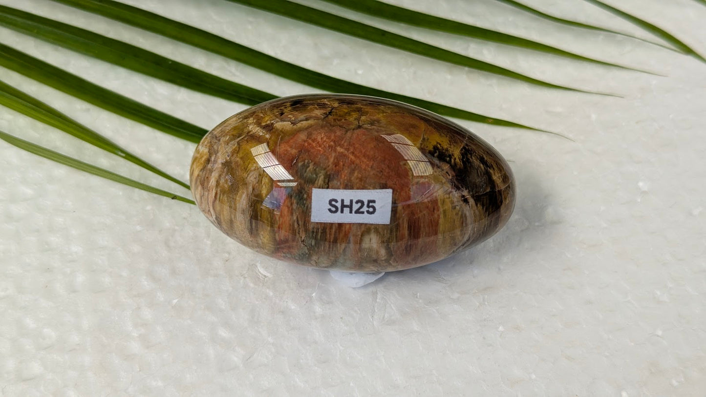 SH25 Bois fossilisé shiva