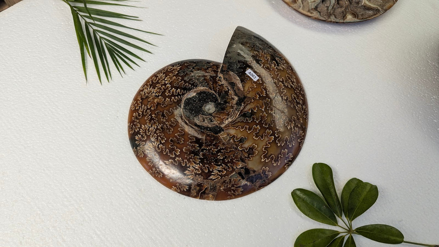 A003 Ammonite