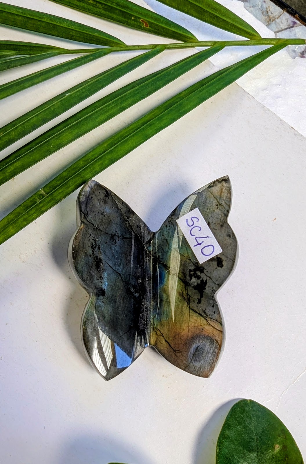 SC40 Labradorite papillon