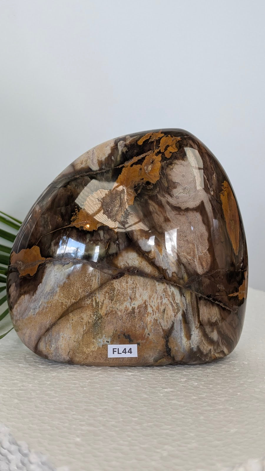 FL44 Bois fossilisé Forme libre