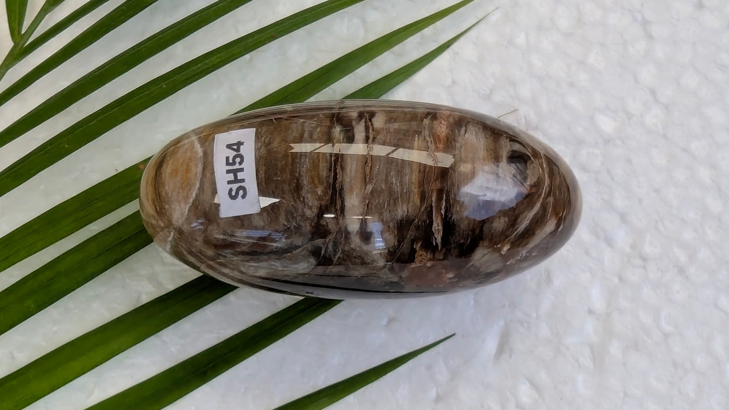 SH54 Bois fossilisé shiva