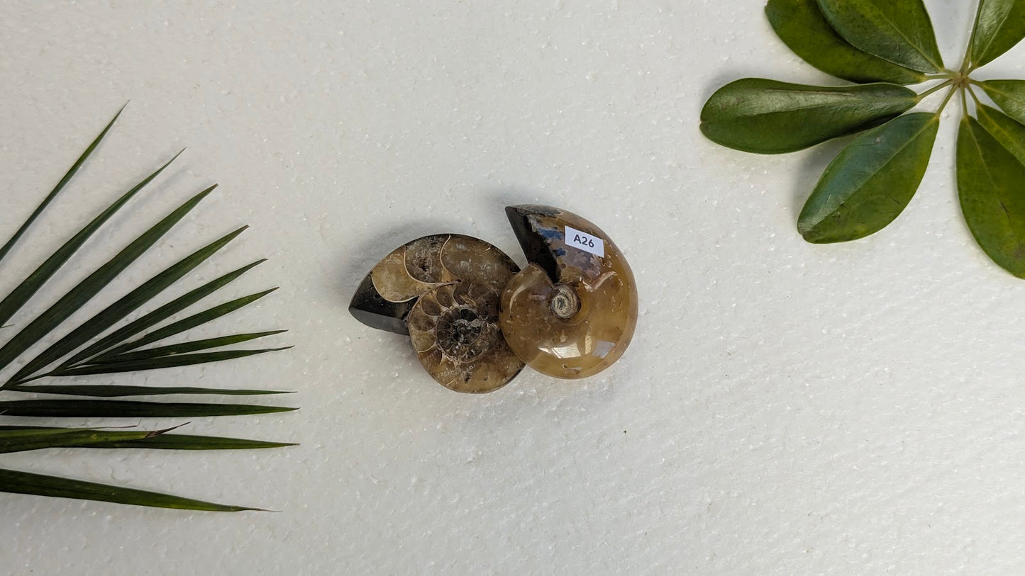 A26 Ammonite (paire)
