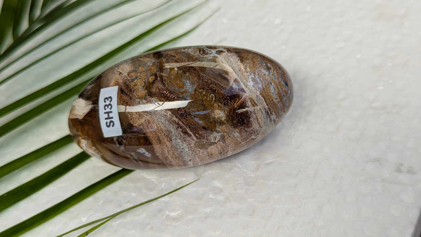 SH33 Bois fossilisé shiva