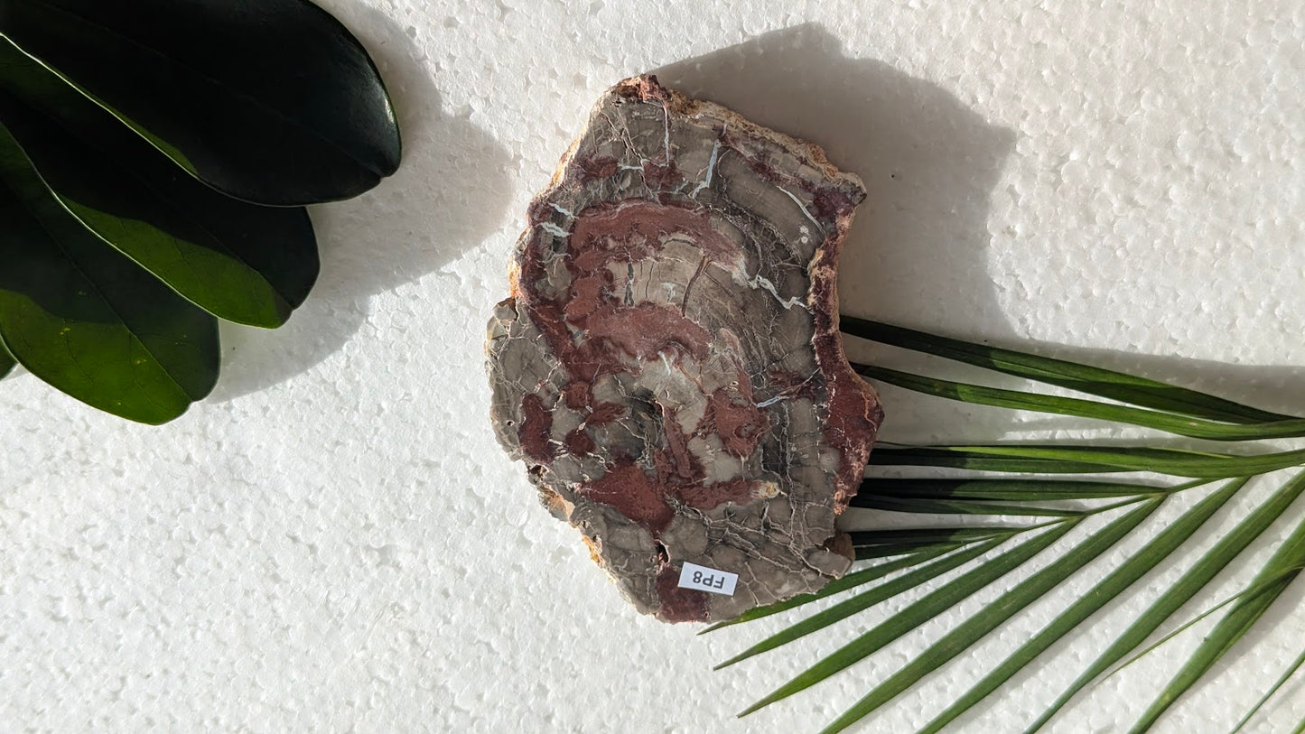FP8 Bois fossilisé Face polie