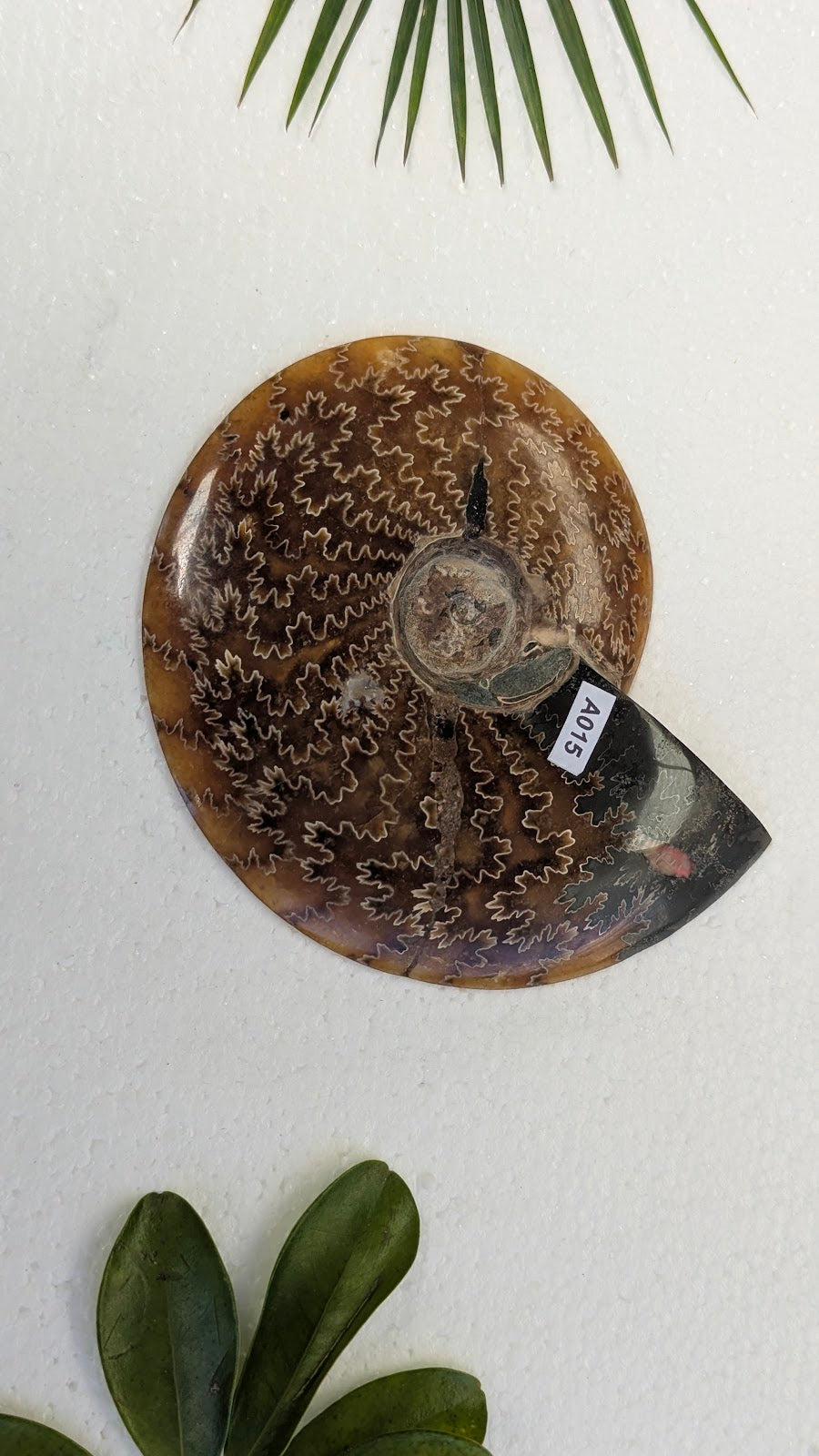 A015 Ammonite