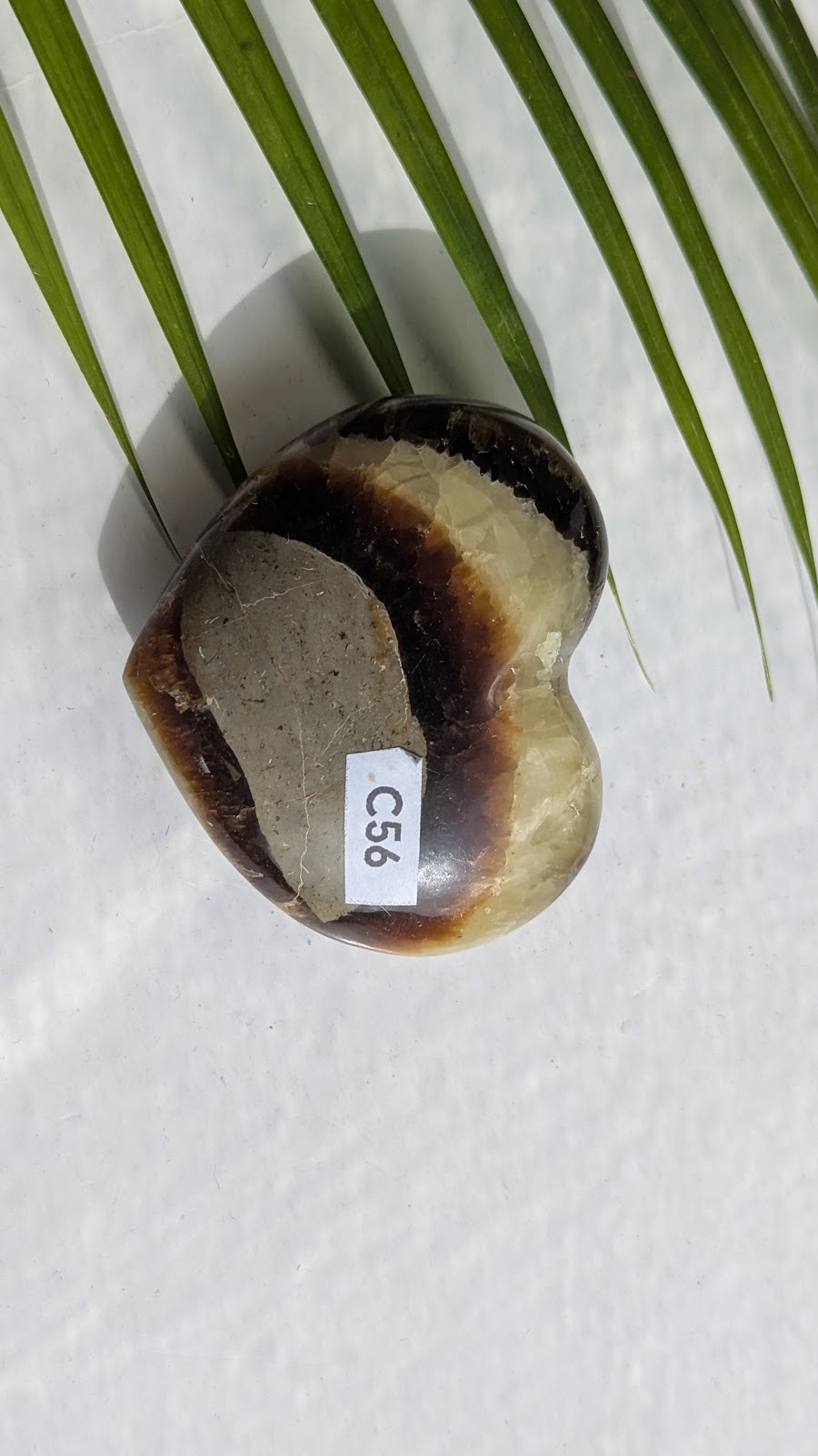C56 Septaria coeur