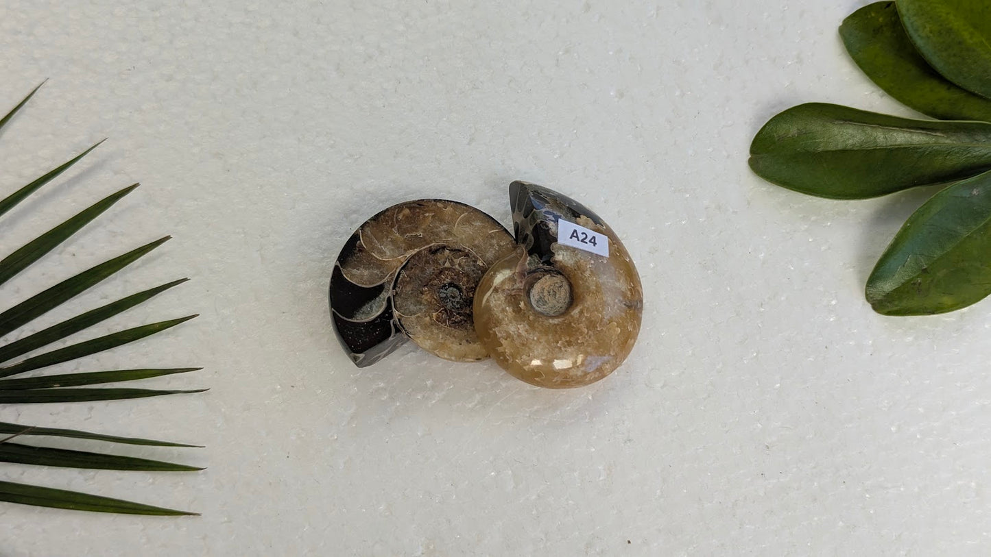 A24 Ammonite (paire)