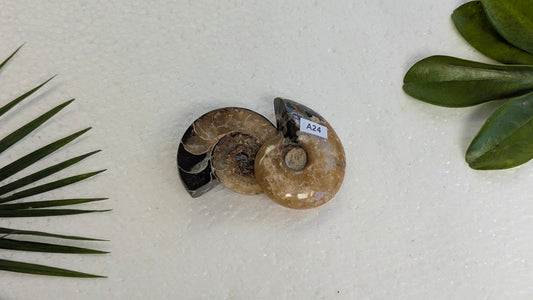A24 Ammonite (paire)