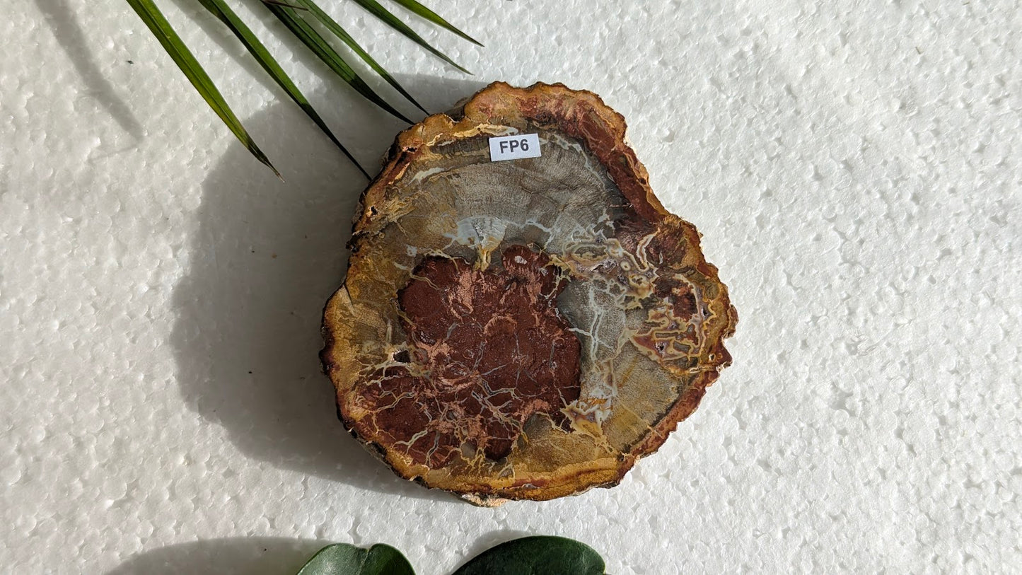 FP6 Bois fossilisé Face polie