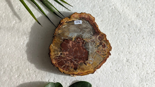 FP6 Bois fossilisé Face polie