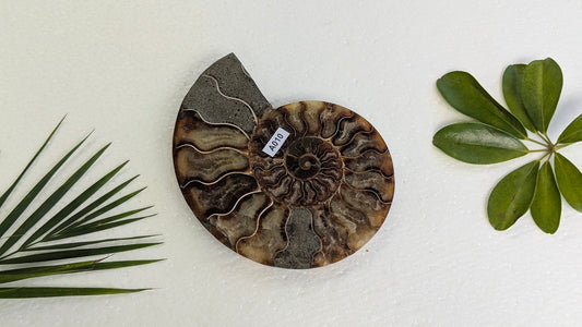 A010 Ammonite