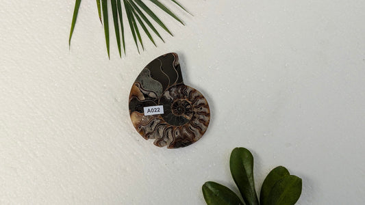 A022 Ammonite