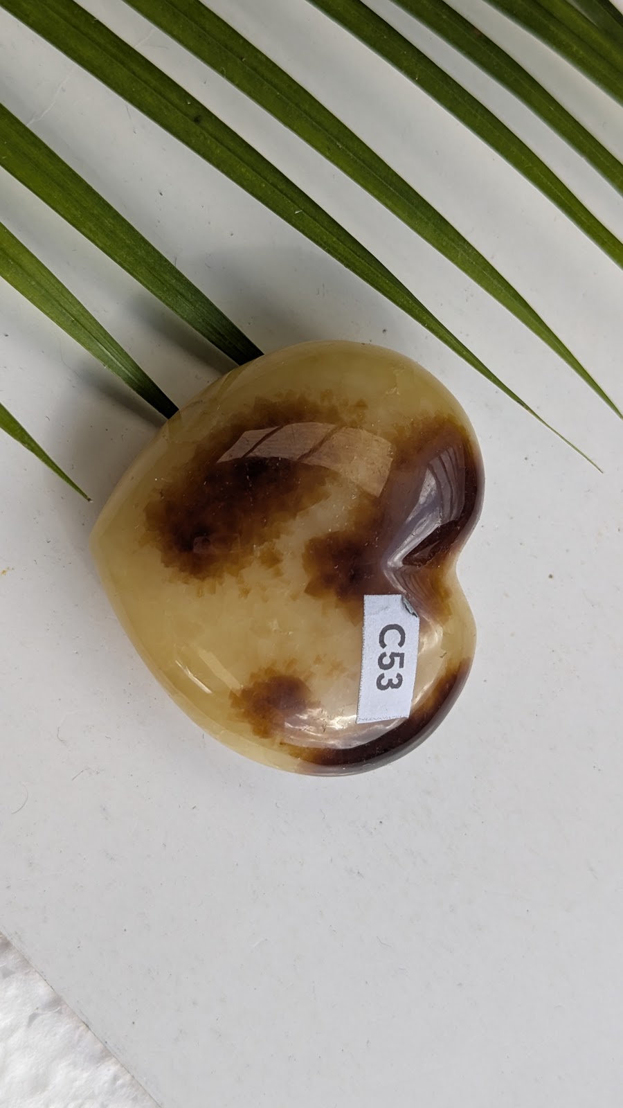 C53 Septaria Coeur