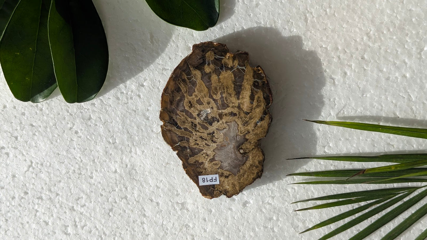 FP18 Bois fossilisé Face polie