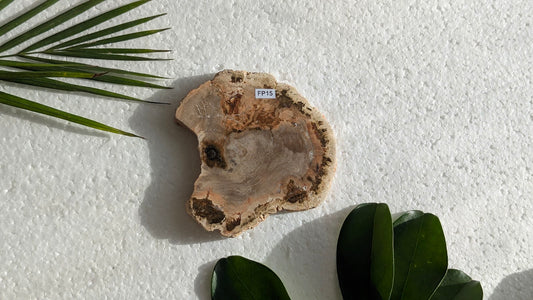 FP15 Bois fossilisé Face polie