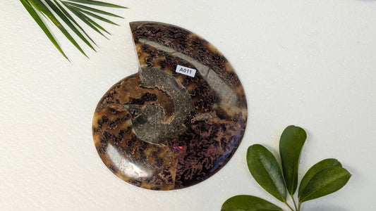 A011 Ammonite