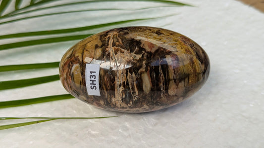 SH31 Bois fossilisé shiva