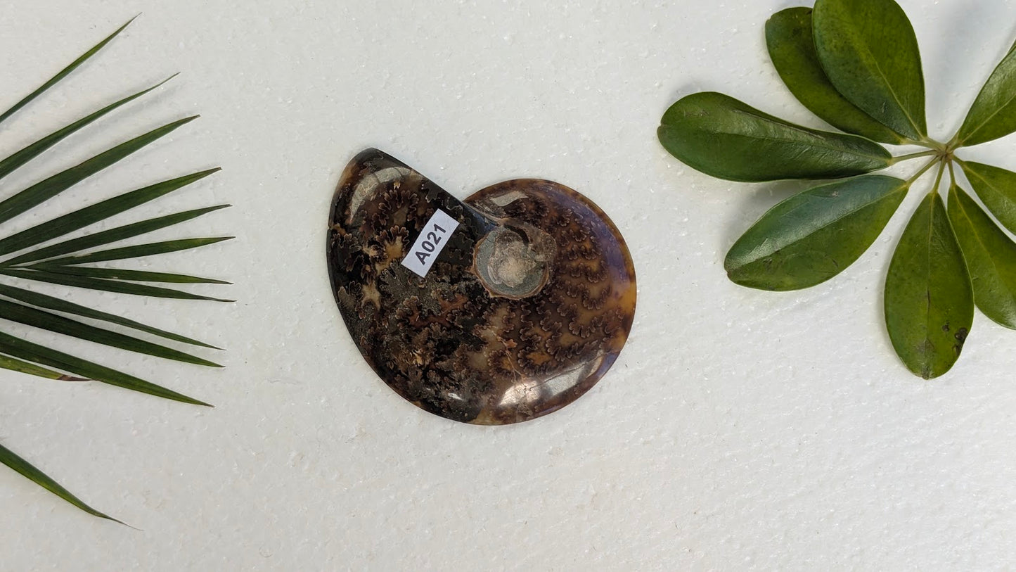 A021 Ammonite