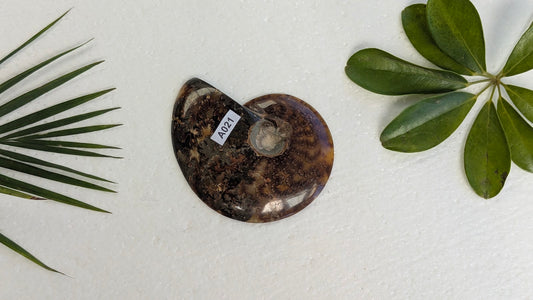 A021 Ammonite