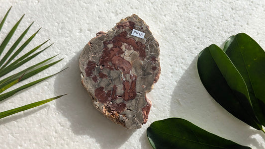 FP16 Bois fossilisé Face polie