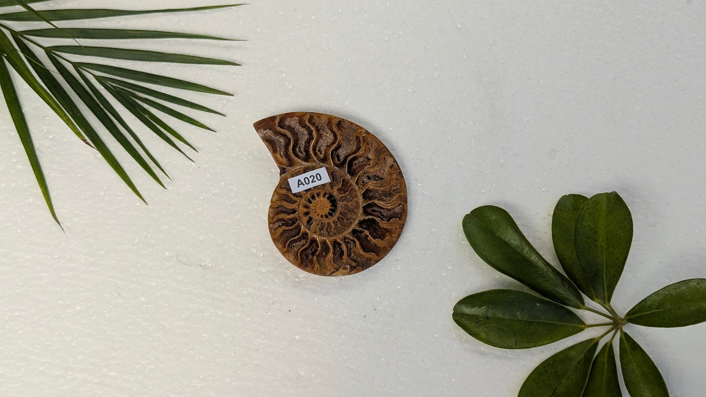 A020 Ammonite