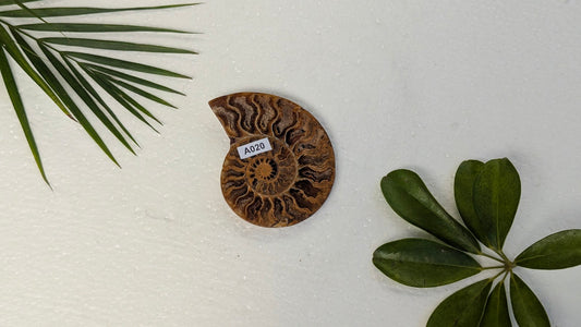 A020 Ammonite