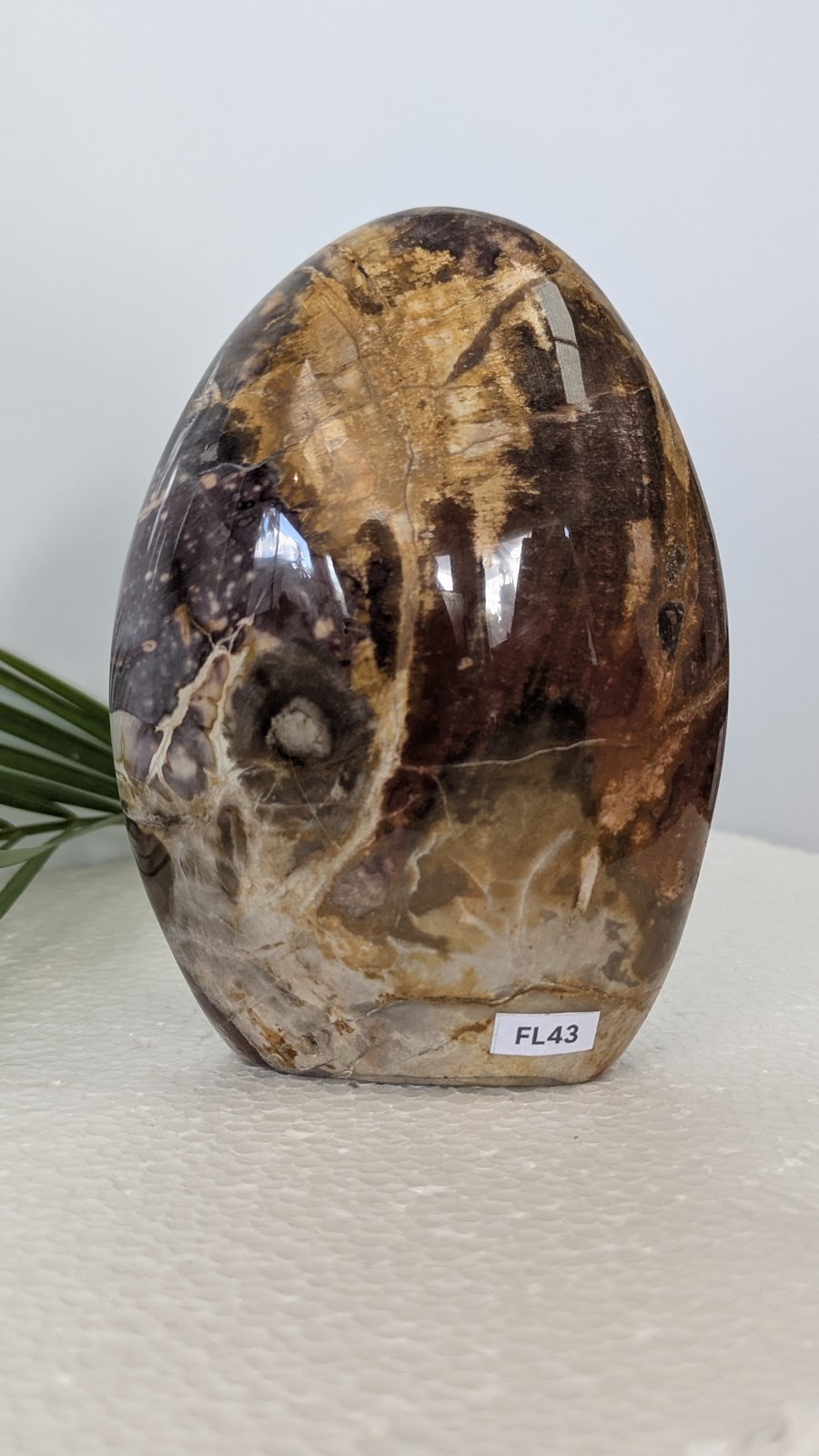 FL43 Bois fossilisé Forme libre