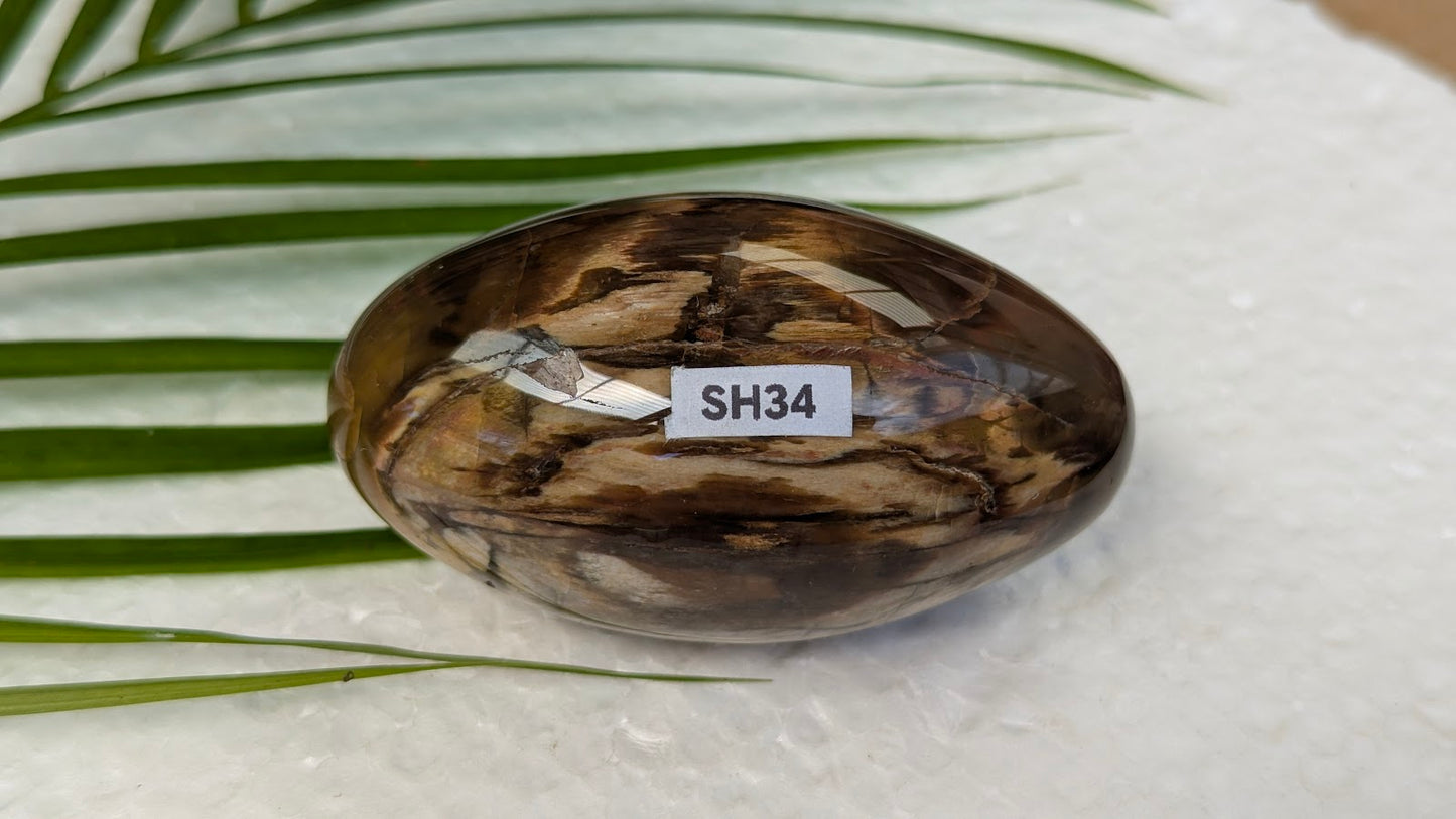 SH34 Bois fossilisé shiva