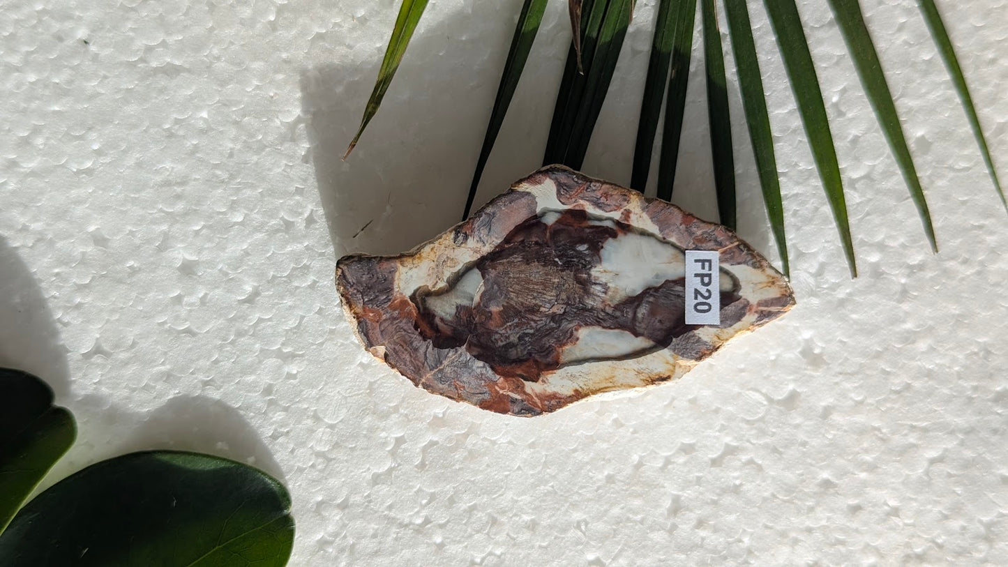 FP20 Bois fossilisé Face polie