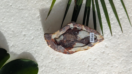 FP20 Bois fossilisé Face polie