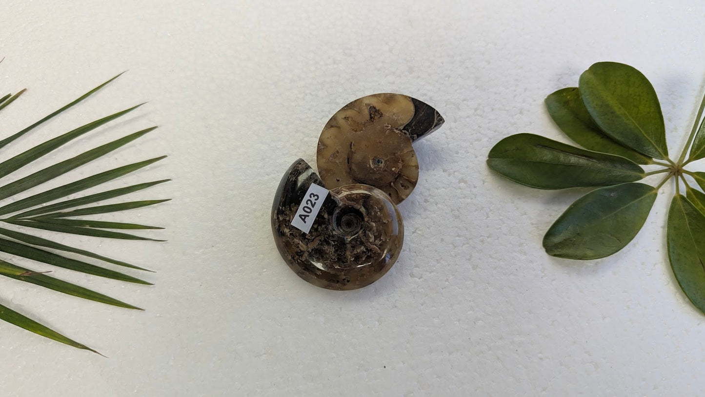 A023 Ammonite (paire)