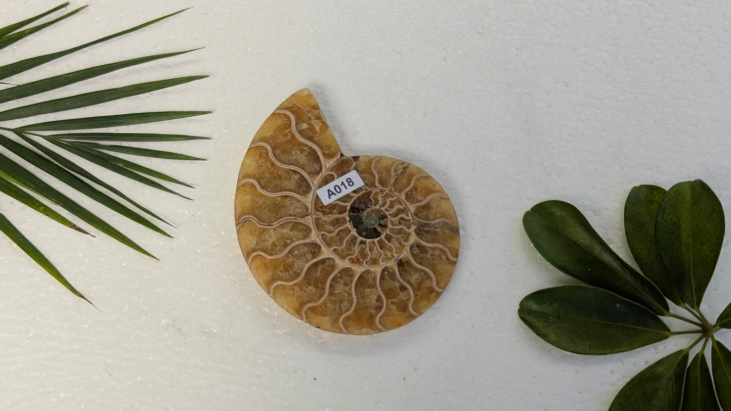 A018 Ammonite